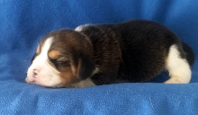 Martina Girl 1 Side 1 week
